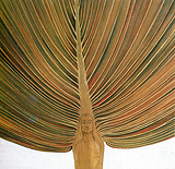 Palm Sunday.
 Wesley, Frank, 1923-2002

Click to enter image viewer

Use the Save buttons below to save any of the available image sizes to your computer.
